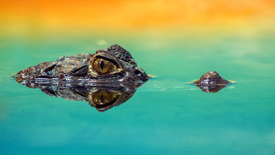 Thirteen million years ago, crocodiles ruled Amazon