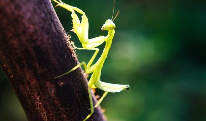 Researchers from Bristol and Cambridge discovered that praying mantis leaps at incredible speed and precision