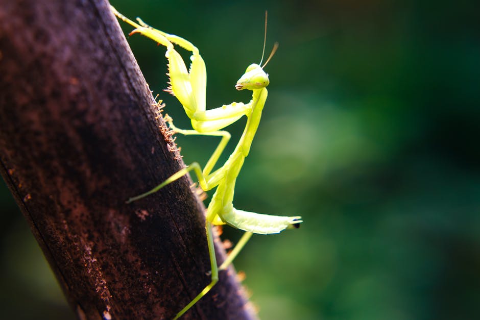 Researchers from Bristol and Cambridge discovered that praying mantis leaps at incredible speed and precision