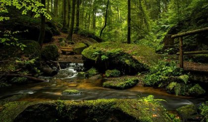 Amazon rainforest receives nutrients from the Sahara every year in millions of tonnes
