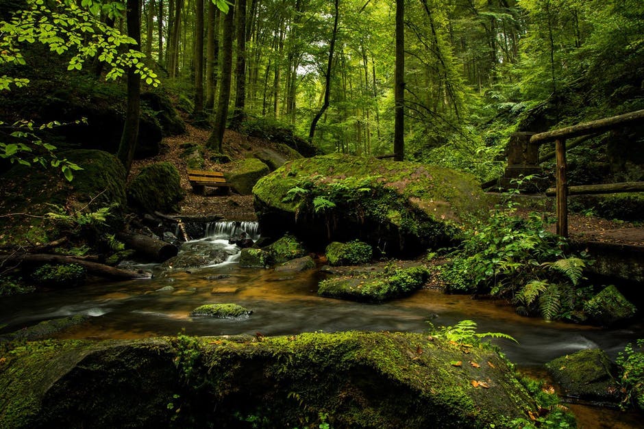 Amazon rainforest receives nutrients from the Sahara every year in millions of tonnes