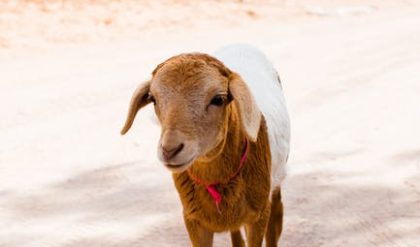 Dolly the Sheep receives a blue plaque honoring ten unsung scientists