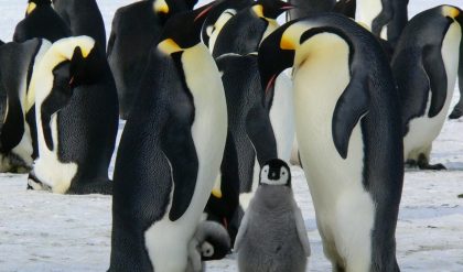 The Ross Sea ice age saw the death of three populations of Emperor penguins