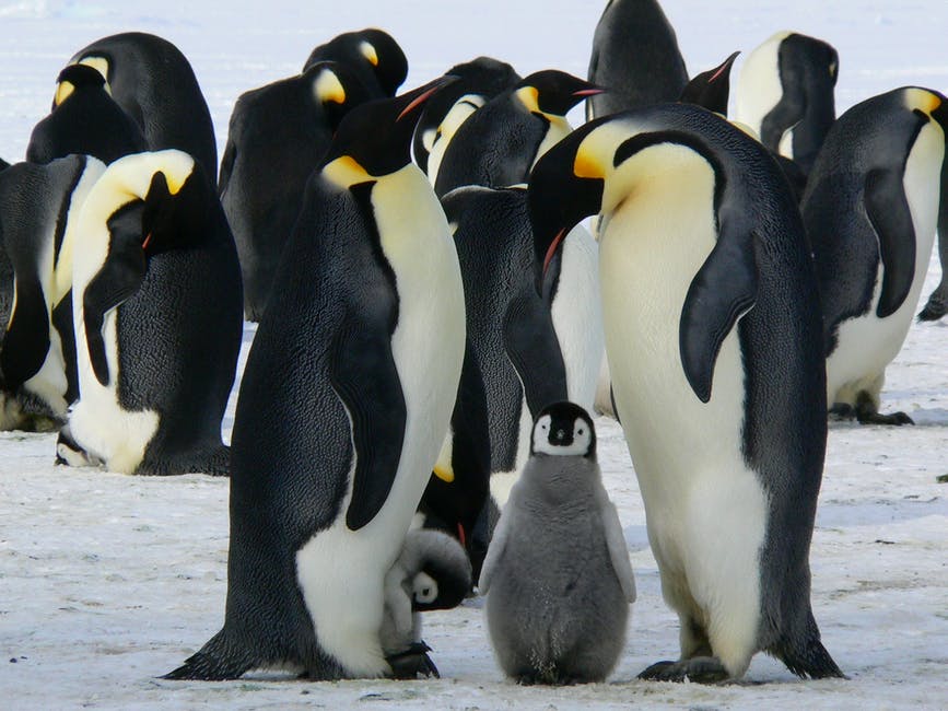 The Ross Sea ice age saw the death of three populations of Emperor penguins