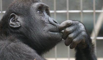 Dutch chimps adopt Scottish accent when they bond with new group
