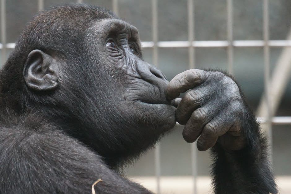 Dutch chimps adopt Scottish accent when they bond with new group