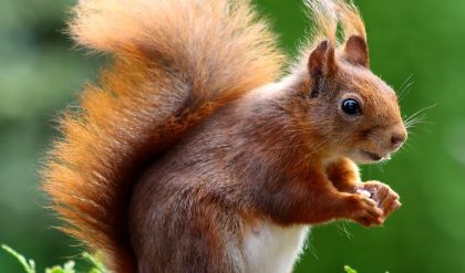 One ton rodent with a bite like a tiger’s related to modern-day guinea pig