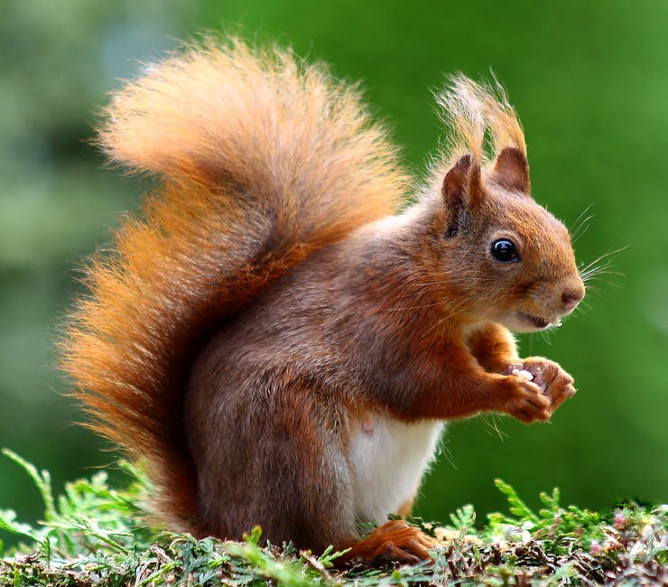 One ton rodent with a bite like a tiger’s related to modern-day guinea pig