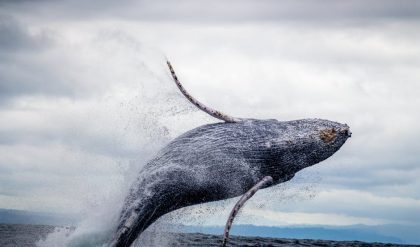 Bowhead whale genes may hold key to longer lifespan