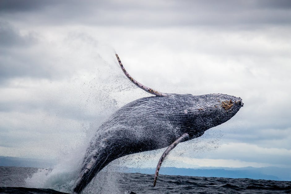 Bowhead whale genes may hold key to longer lifespan