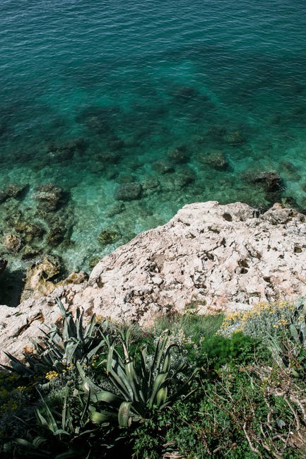 Scientists warn that marine life is at risk of extinction.