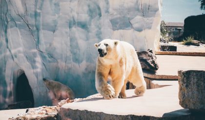The Polar bears move northward due to heat