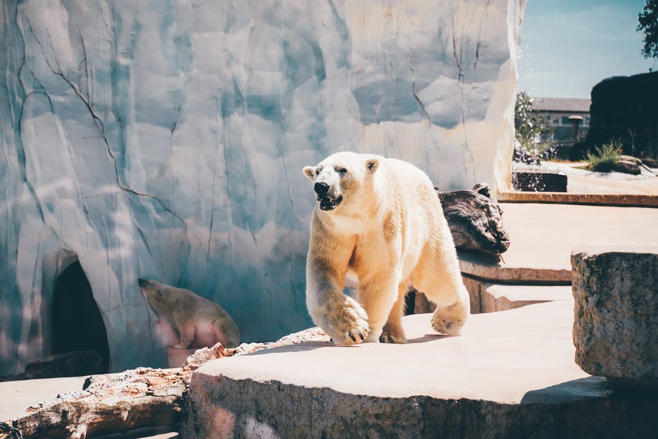 The Polar bears move northward due to heat