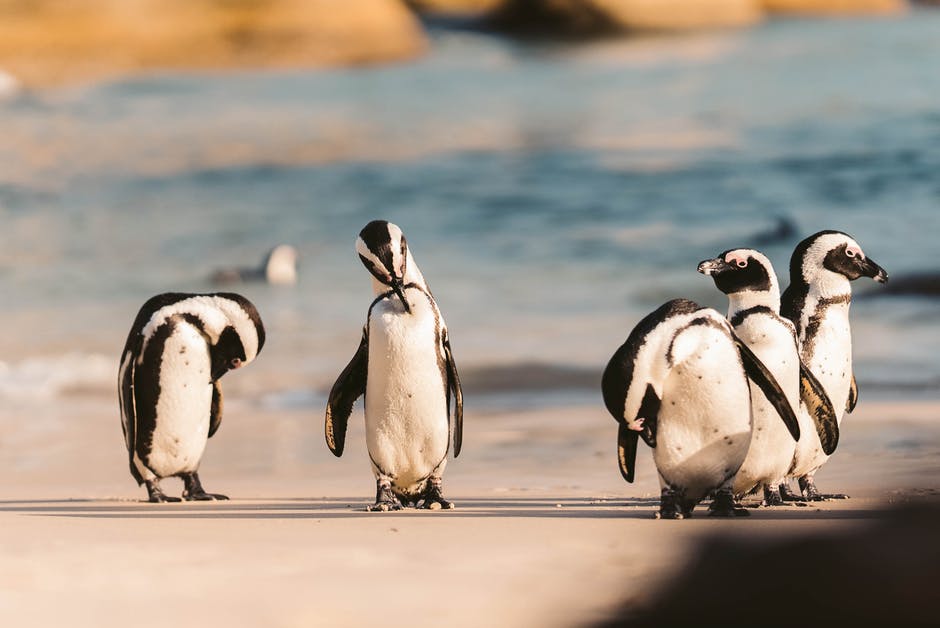 Extinction of marine life a growing threat, say University of Sheffield scientists