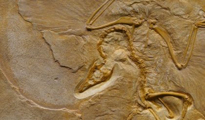 Human communication and teaching were influenced by prehistoric tools of butchery