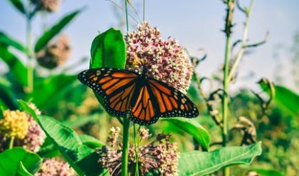 Monarch butterfly could be added to endangered species list