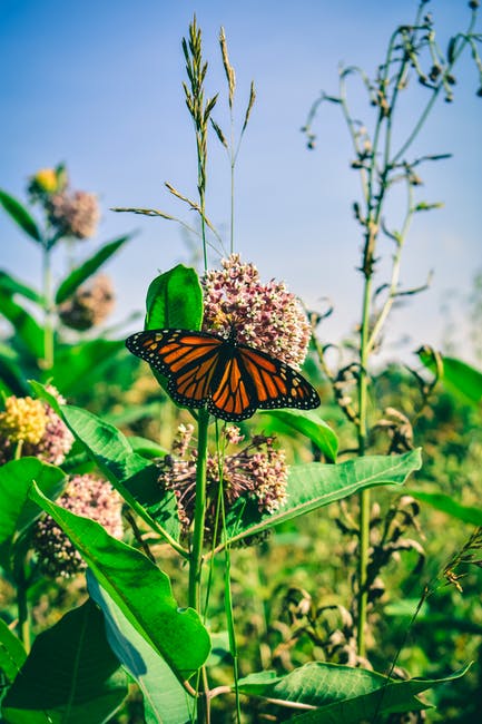 Monarch butterfly could be added to endangered species list