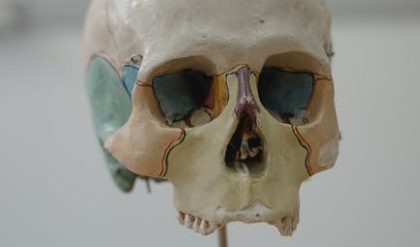 The loss of bone strength in humans after hunting-gatherers became farmers