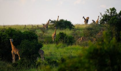 Giraffes are in danger of extinction as their population is declining rapidly