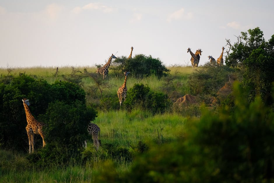 Giraffes are in danger of extinction as their population is declining rapidly