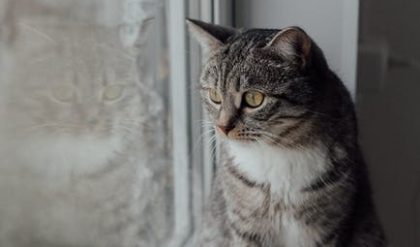 Fix Windows kunde inte identifiera detta nätverks proxyinställningar automatiskt