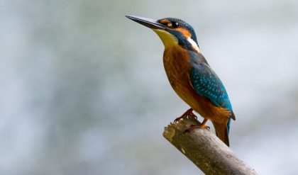 6 Vanliga datasekretessrisker på arbetsplatsen